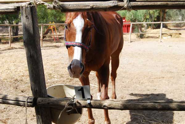 Roma: maxi sequestro di animali maltrattati