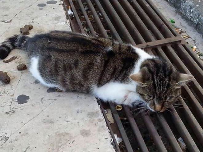 Gatto bloccato nella grata di una caditoia, è tratto in salvo dalla Polizia