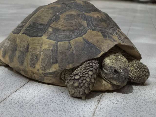 La tartaruga terrestre: alimentazione, letargo, malattie