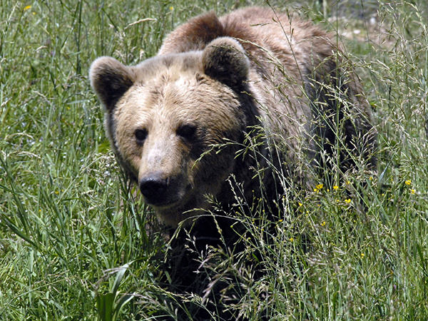 Trento: la provincia è pronta a catturare l’orso del Baldo