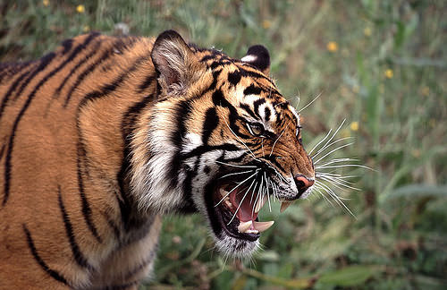 India: tigre si introduce nello Zoo per cercare una compagna