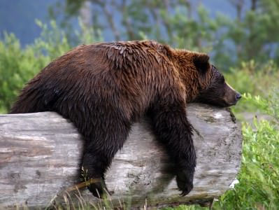 Svizzera: soppresso l’orso trentino M13