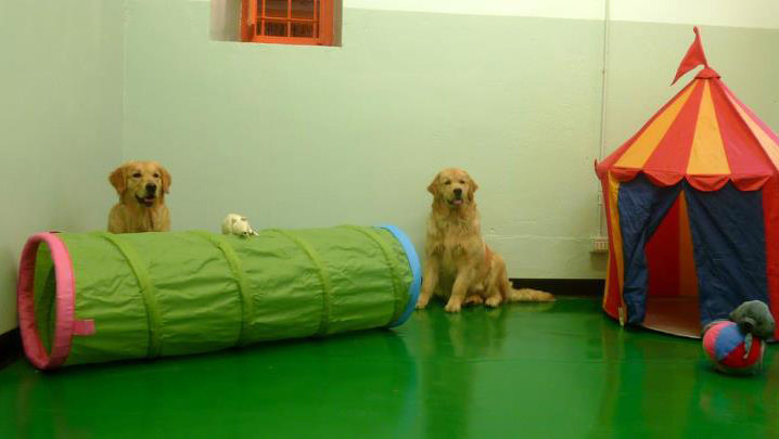 Resort Dog: il primo centro cinofilo e asilo per cani indoor