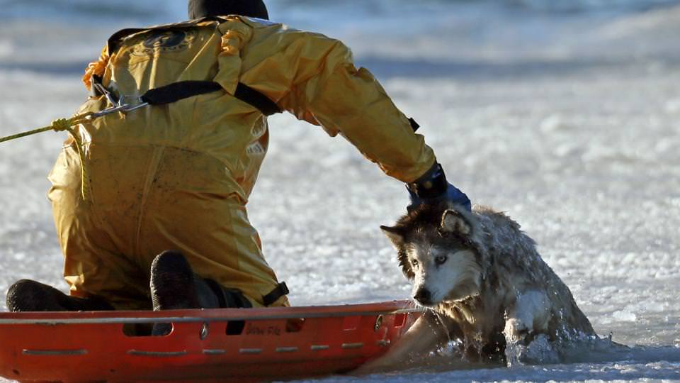 Salvataggio nella baia ghiacciata: lieto fine per l’Husky