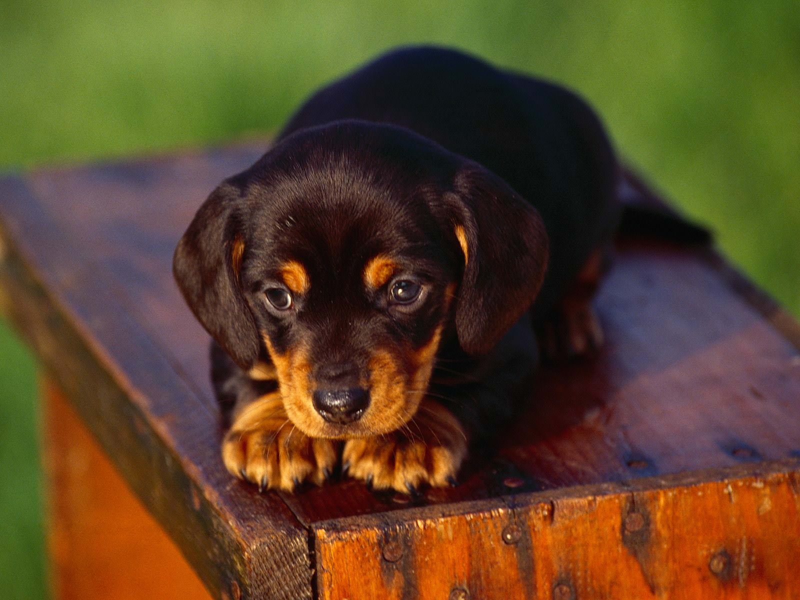 Rapimenti di cani: triste destino per quelli non riscattati