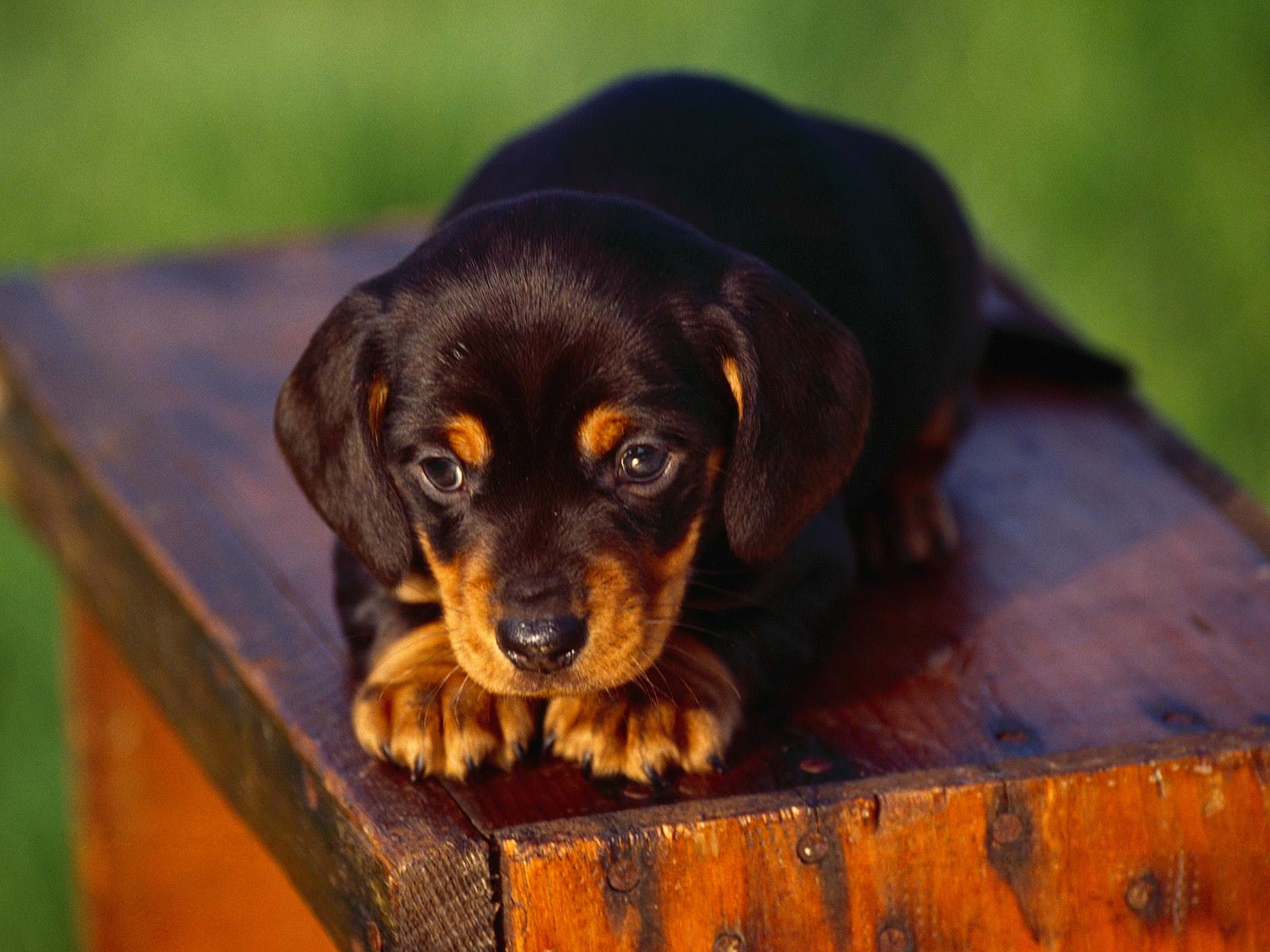 Rapimenti di cani: triste destino per quelli non riscattati