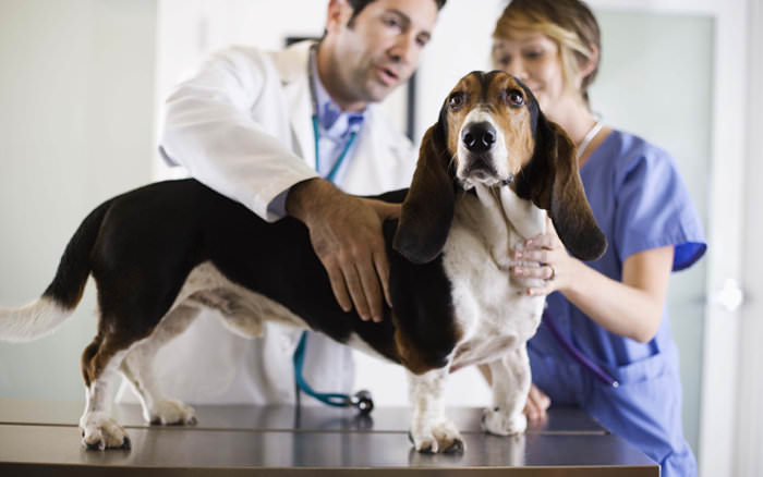 Napoli: incentivi per la sterilizzazione del cane