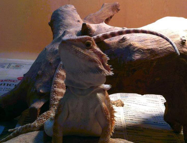 Pogona o Drago Barbuto: terrario, alimentazione e malattie