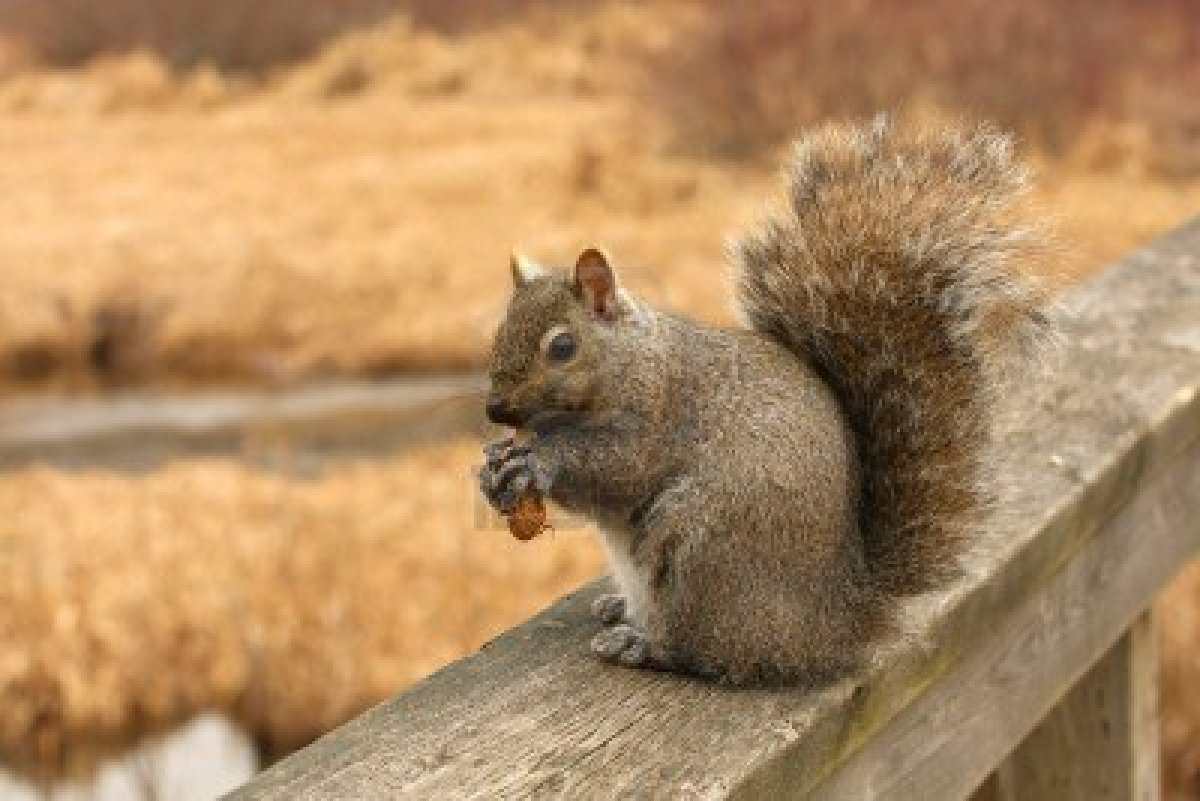 Detenzione vietata per gli scoiattoli alloctoni