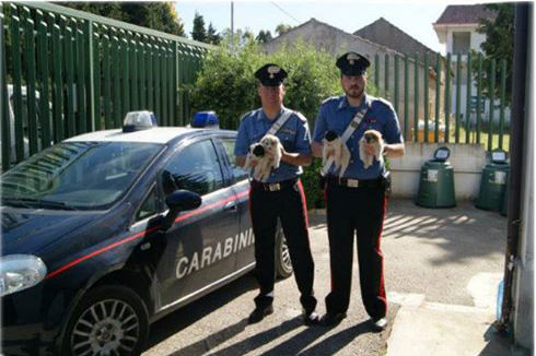 Catanzaro: trovati 4 cuccioli tra i rifiuti