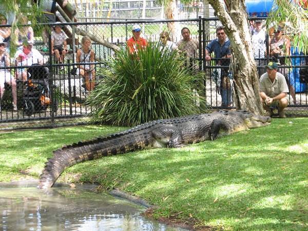 Australia: furto di rettili allo zoo Reptile Park