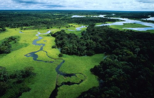 Amazzonia: scoperte nuove specie di uccelli