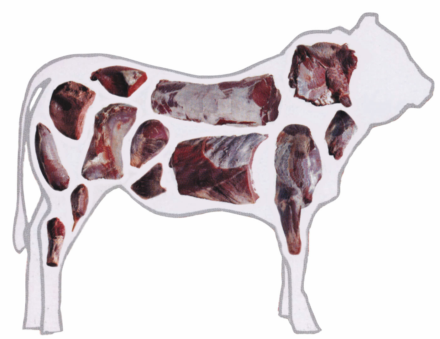 Acido lattico: autorizzato per decontaminare le carni bovine