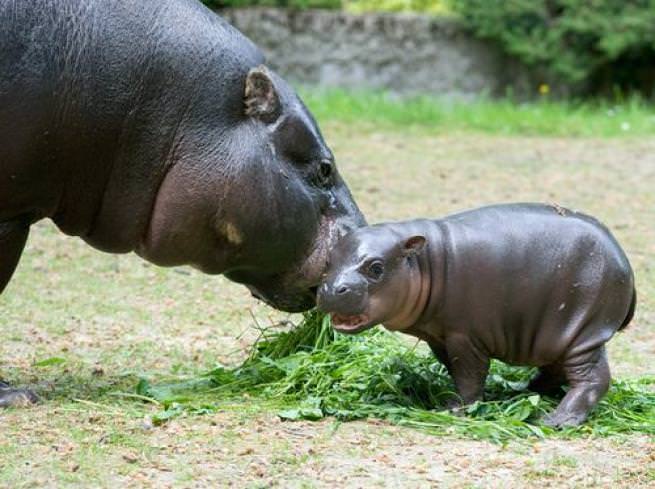 Zoo di Cracovia: primi passi per il piccolo ippopotamo [FOTO]