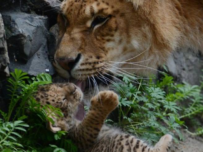 Novosibirsk: nati cuccioli di liliger, metà leone metà liger [FOTO]
