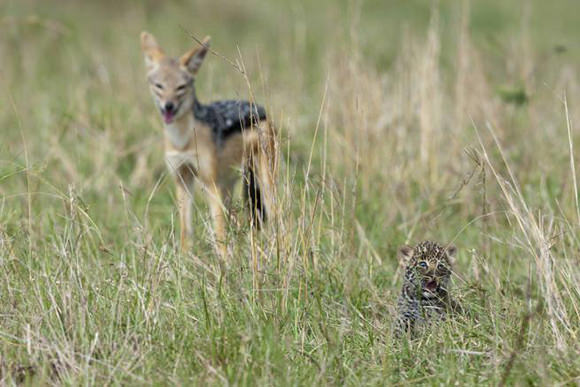 Coraggioso cucciolo di leopardo sfida uno sciacallo [FOTO]