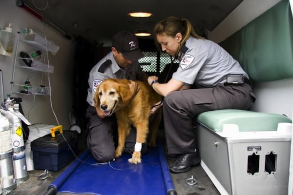 La Toscana ama gli animali: in arrivo la prima ambulanza veterinaria