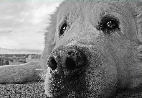 Veterinario ASL si rifiuta di soccorrere randagio: denunciato