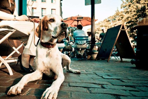 Qui Fido è il benvenuto! Ristoranti e bar da oggi aperti ai pets