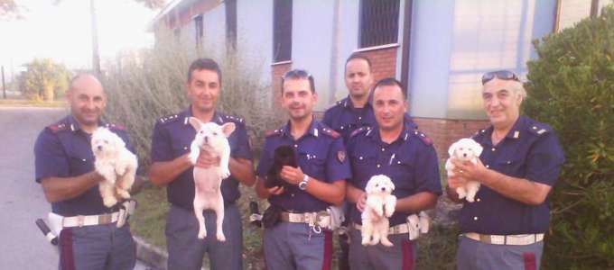 Cuccioli chiusi nel bagagliaio: arrestato trafficante di cani