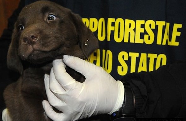 Sequestrati a Venezia 106 cuccioli di cane