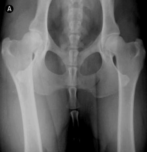 Displasia dell’anca nel cane: conosciamo meglio questa frequente patologia