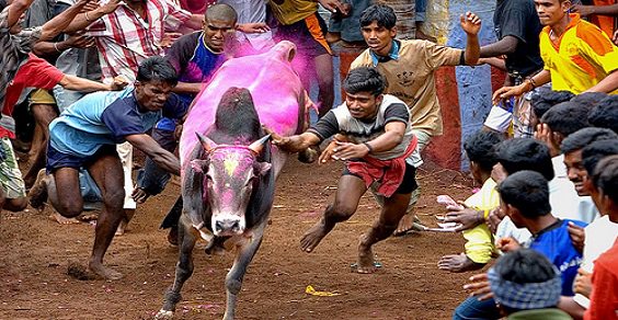 Sentenza storica in India: la Corte Suprema abolisce la “corrida” indiana