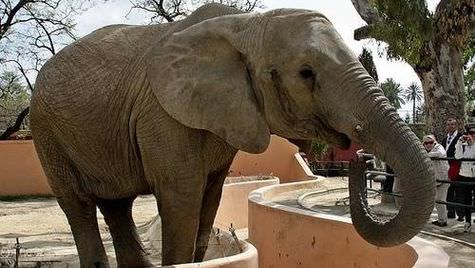Zoo di Napoli: l’elefantessa Sabrina muore, la Lav chiede inchiesta