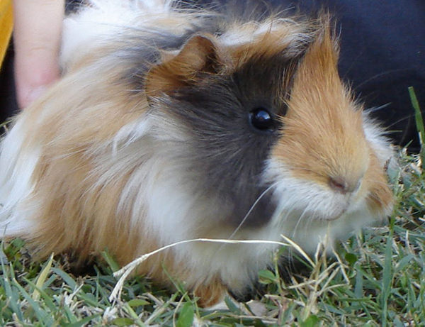 La Cavia: alimentazione, allevamento, malattie