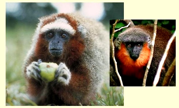 Il WWF scopre 440 nuove specie in Amazzonia