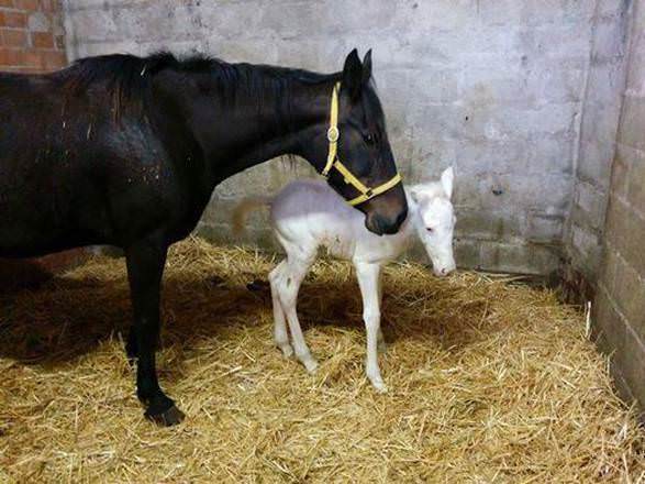 Assisi: nasce una cavalla albina