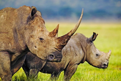 Mozambico: morti tutti i rinoceronti, uccisi dai bracconieri