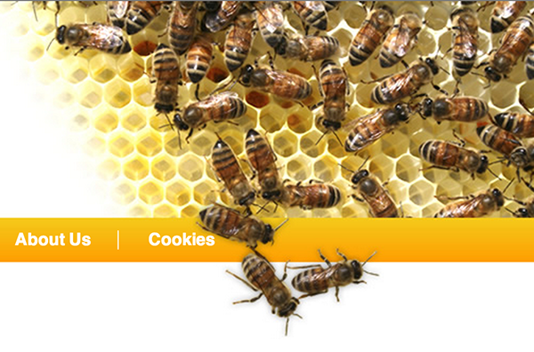 BeeBook: un progetto per studiare la moria di api