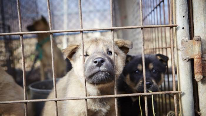 Sud Corea: 23 cani tratti in salvo dalla macellazione