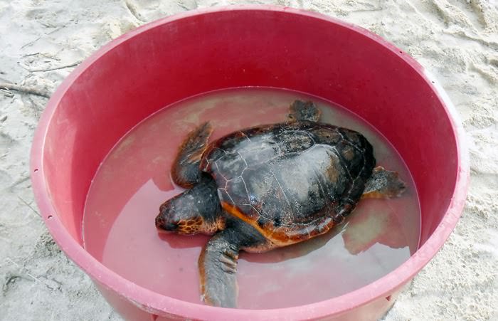 Tartaruga caretta-caretta ingoia amo e si salva