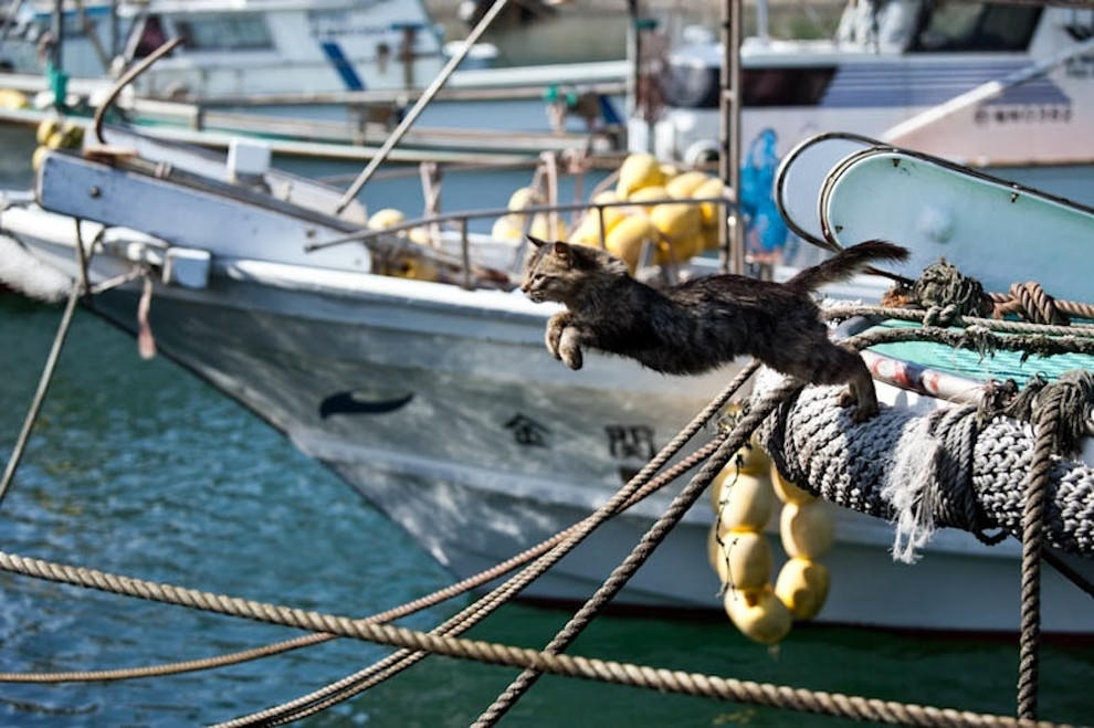 Tashirojima: l’isola dei gatti