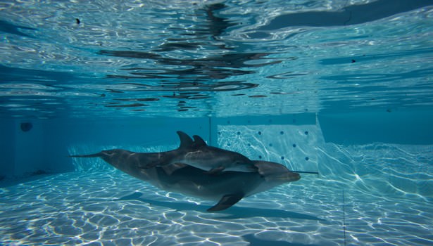 Zoomarine: nato il primo delfino chiamato Roma