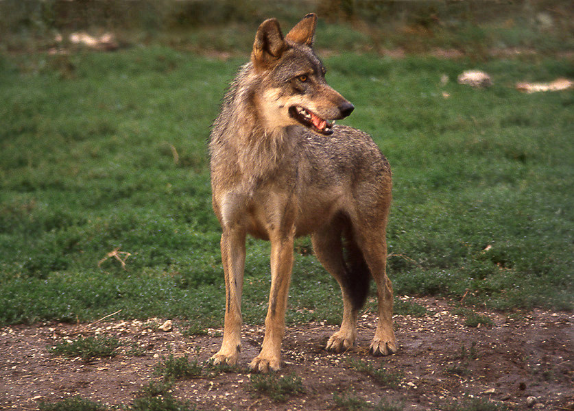 Parco Nazionale d’Abruzzo: morti 12 lupi