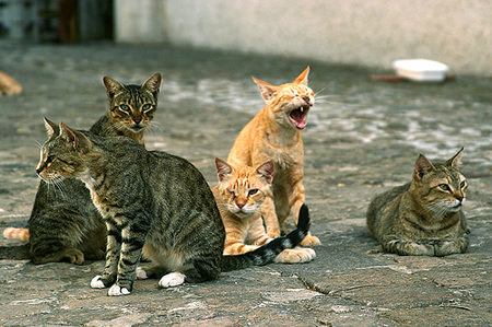 Animal hoarders: quando l’amore per gli animali diventa ossessione