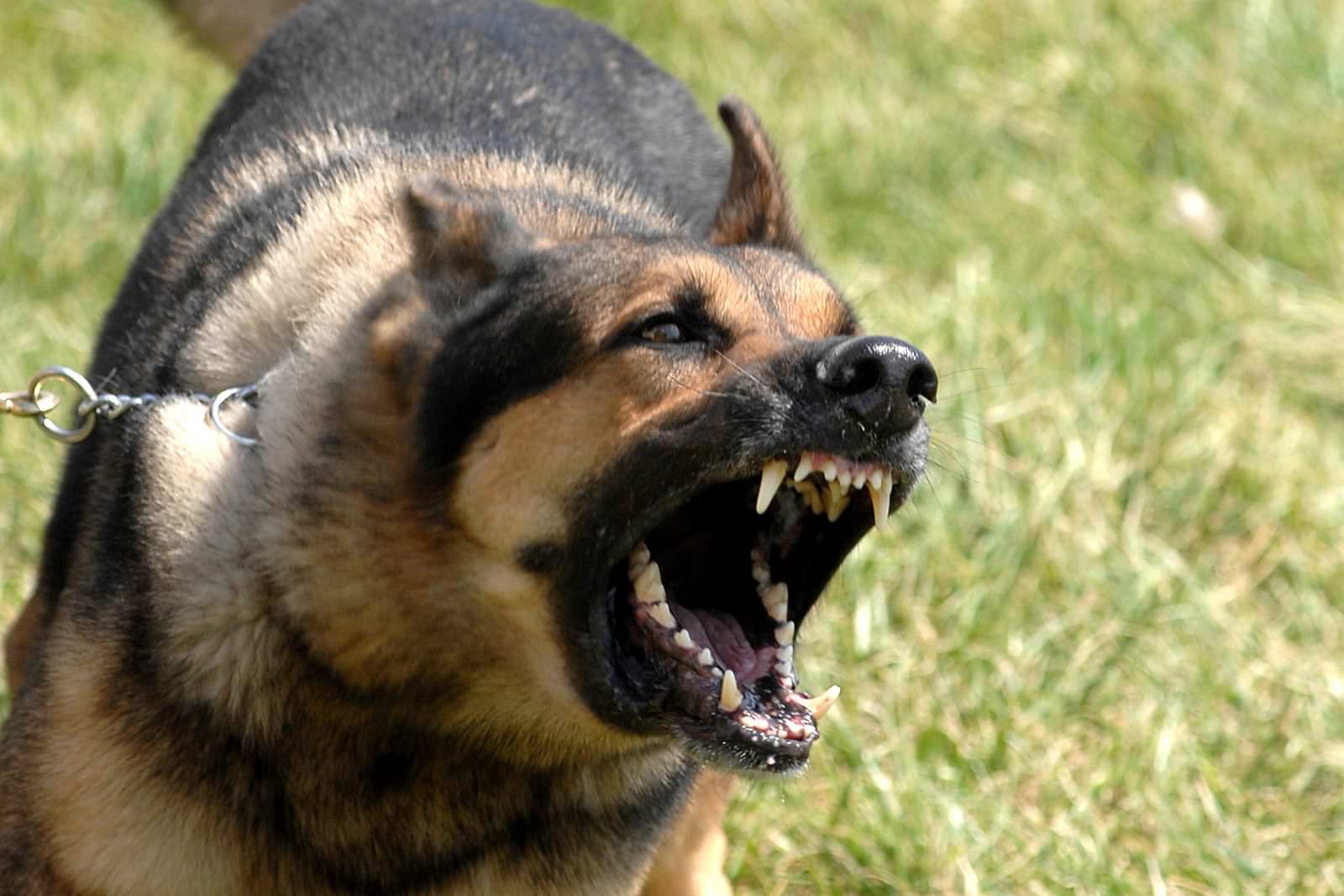 Regno Unito: pene più severe per i proprietari di cani aggressivi