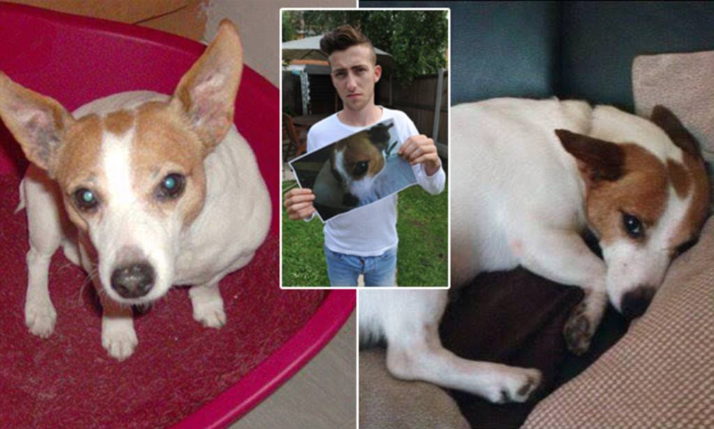 Il veterinario sbaglia iniezione: muore un Jack Russell di 14 anni