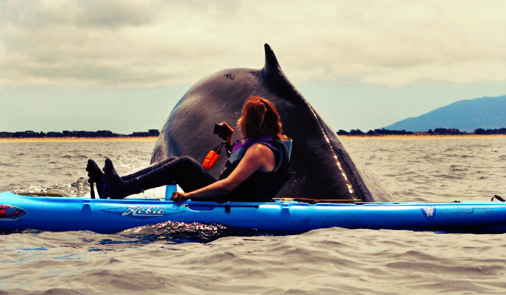 Il tocco gentile della balena solleva il kayak della whale-watcher