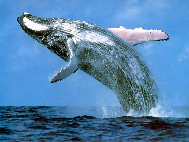 Caccia alle balene in Antartide: arriva lo stop dell’Aja
