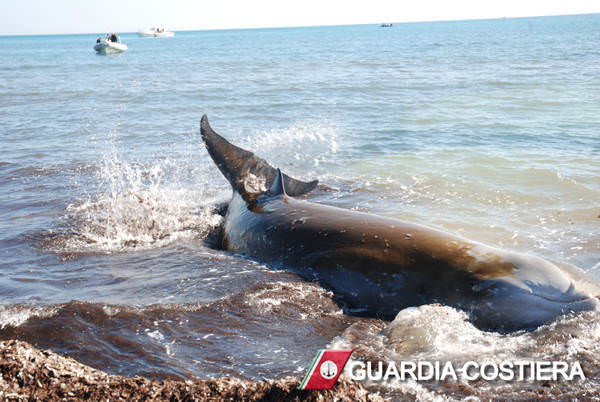 Balenottera si spiaggia sulle coste livornesi: i danni dell’inquinamento sull’ecosistema