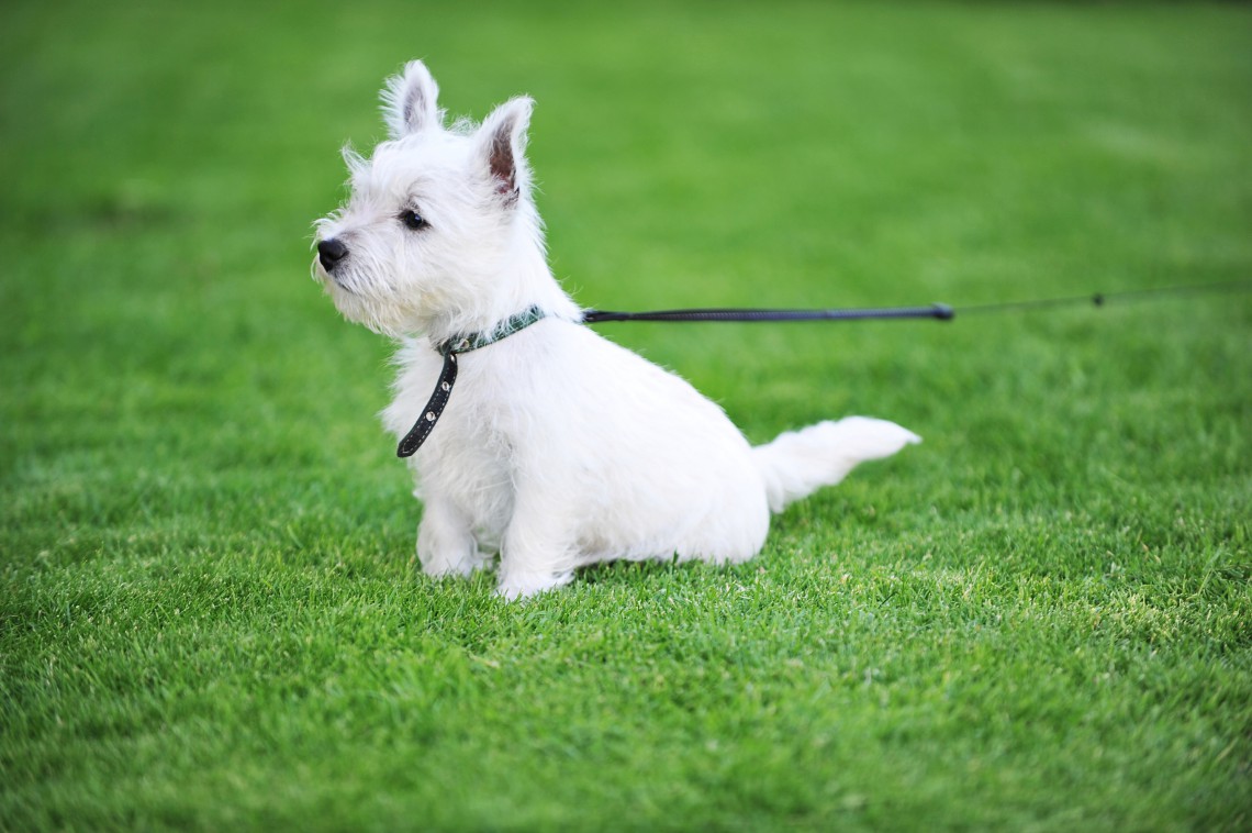 Esame feci nel cane: ecco gli errori da non commettere