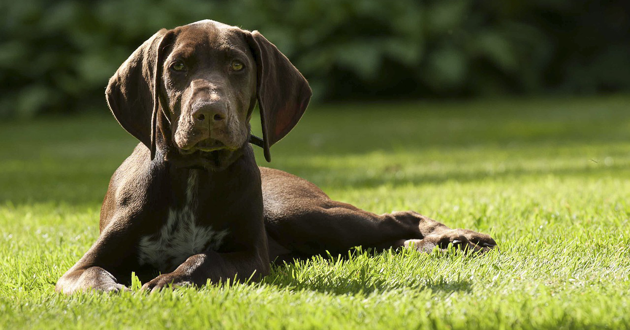 Cane mangia la cacca: cause e cosa fare