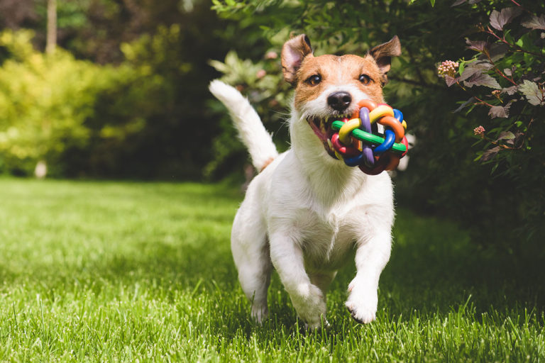 Cane mangia la cacca cause e cosa fare Vetclick