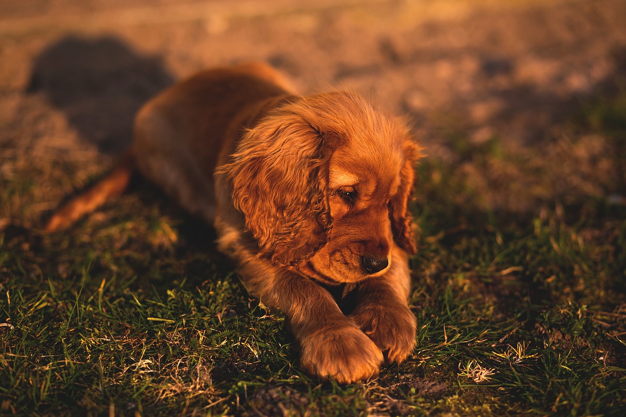 Pulci cane: 5 consigli per riconoscerle e curarle