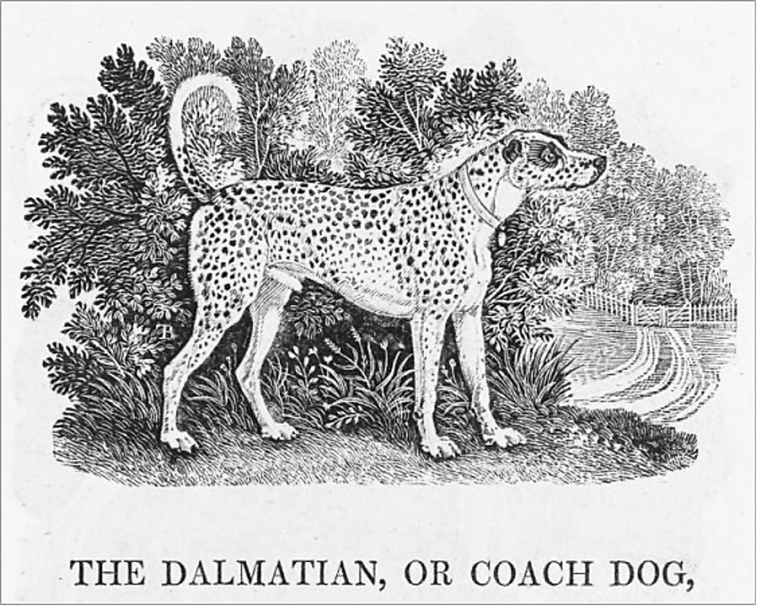 Dalmata: standard, carattere e curiosità